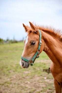 Bahar otlağında safkan, şirin görünümlü küçük bir tay..