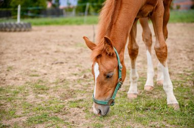 Bahar otlağında safkan, şirin görünümlü küçük bir tay..