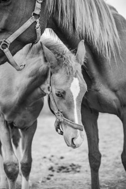 Bahar otlağında safkan, şirin görünümlü küçük bir tay..