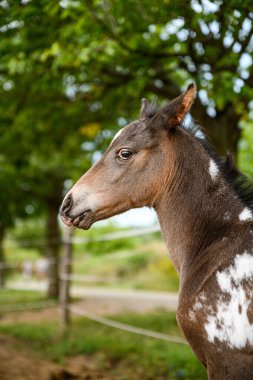 Appaloosa soyundan genç bir tay, batı atı.