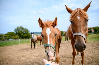 Bahar otlağında safkan, şirin görünümlü küçük bir tay..