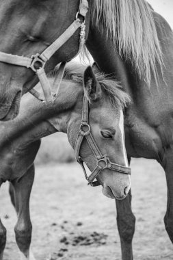 Bahar otlağında safkan, şirin görünümlü küçük bir tay..