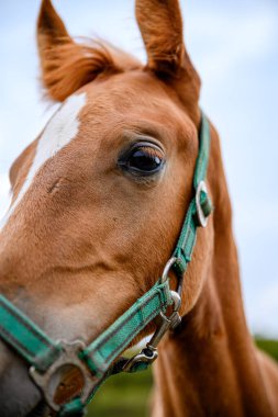 Bahar otlağında safkan, şirin görünümlü küçük bir tay..