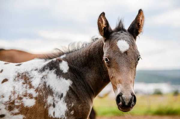 Joven Potro Raza Appaloosa Caballo Occidental — Foto de Stock