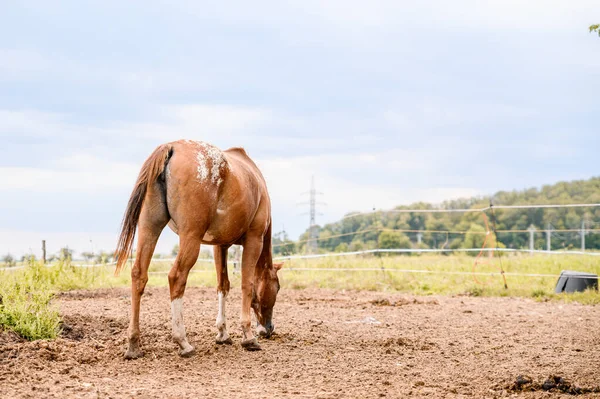 Jong Veulen Van Appaloosa Ras Westers Paard — Stockfoto