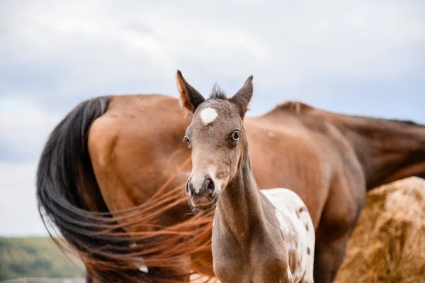 Joven Potro Raza Appaloosa Caballo Occidental — Foto de Stock