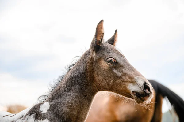 Jovem Potro Raça Appaloosa Cavalo Ocidental — Fotografia de Stock