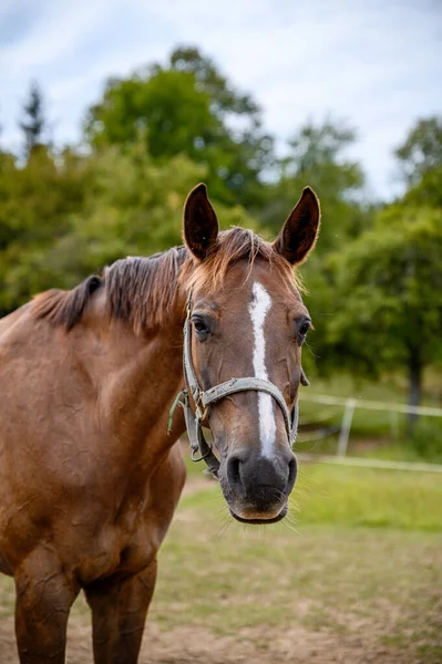 Retrato Animales Increíbles Hermoso Caballo Fondo Naturaleza — Foto de Stock