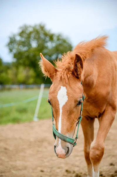 Cute Looking Litlle Foal Thoroughbred Spring Pasture — Stock Photo, Image