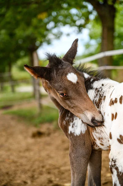 Joven Potro Raza Appaloosa Caballo Occidental — Foto de Stock