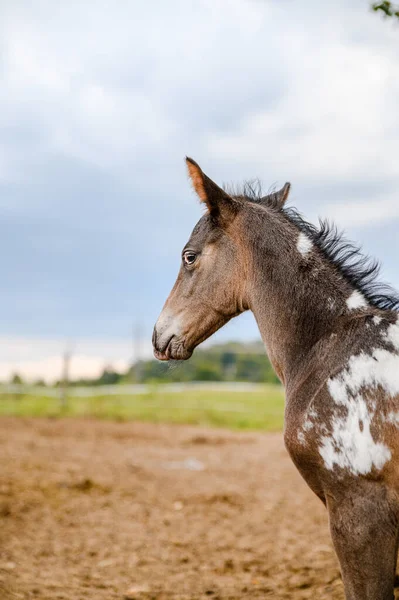 Joven Potro Raza Appaloosa Caballo Occidental — Foto de Stock