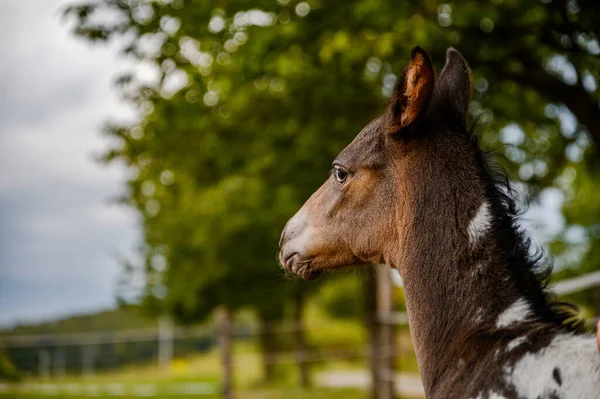 Joven Potro Raza Appaloosa Caballo Occidental — Foto de Stock