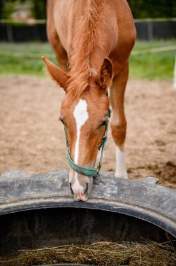 Bahar otlağında safkan, şirin görünümlü küçük bir tay..