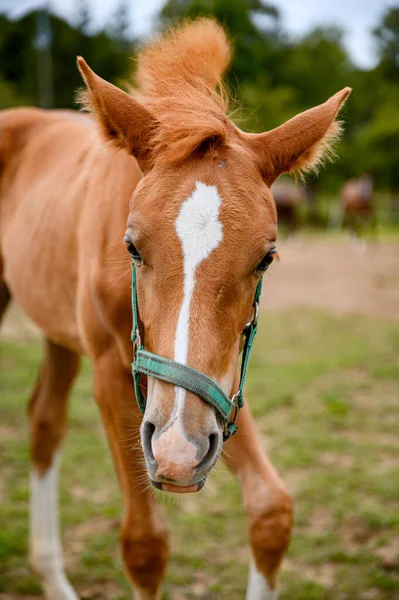 Cute Looking Litlle Foal Thoroughbred Spring Pasture — Stock Photo, Image