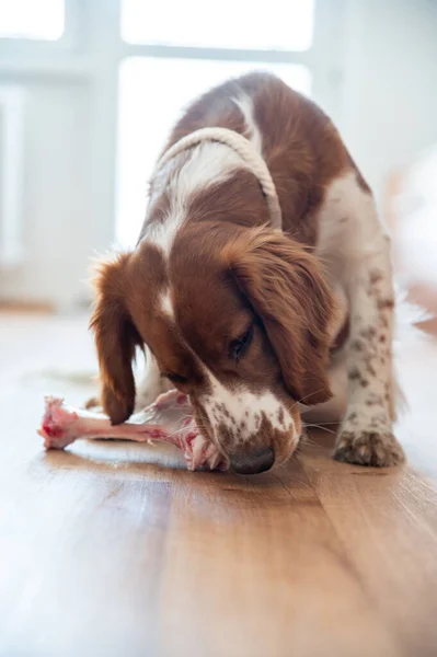 Healthy Cute Dog Indoor Chewing Raw Bone Barf Food — Stock Photo, Image