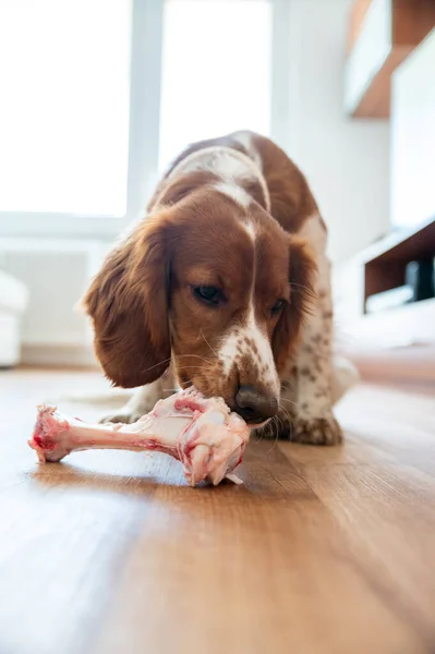 健康可爱的狗 室内咀嚼生骨肉 烧烤食品 — 图库照片