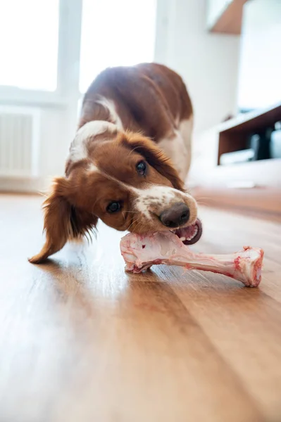 Healthy cute dog indoor chewing raw bone, barf food.