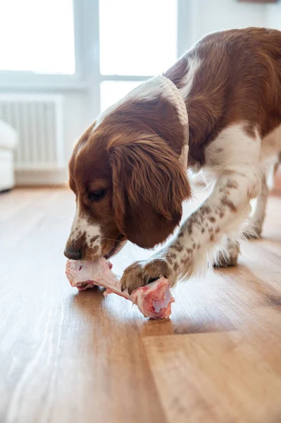 健康可爱的狗 室内咀嚼生骨肉 烧烤食品 — 图库照片