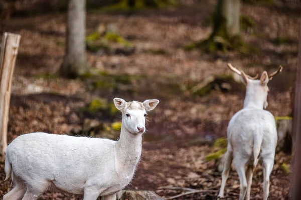 Naturalna Scena Rzadkiego Białego Jelenia Albinosa — Zdjęcie stockowe