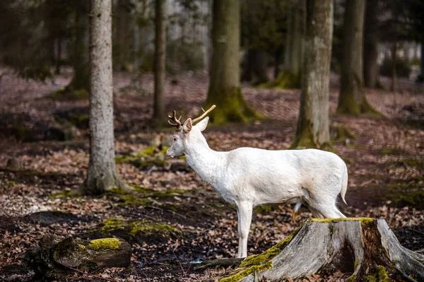 Scène Naturelle Cerf Albinos Blanc Rare — Photo