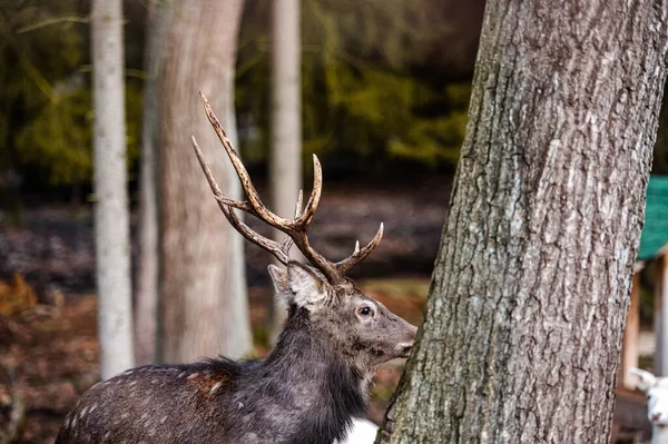 Ciervo Rojo Ciervo Entre Helechos Bosque Otoñal — Foto de Stock