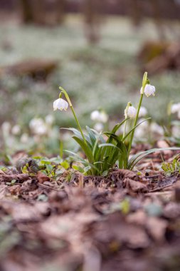 Bahar mevsiminde beyaz kar tanesi çiçeklerinin güzel çiçek açması. Ormandaki benzer çiçeklerin güzel arka planında Summer Snowflake veya Loddon Lily veya Leucojum vernum olarak da bilinir.