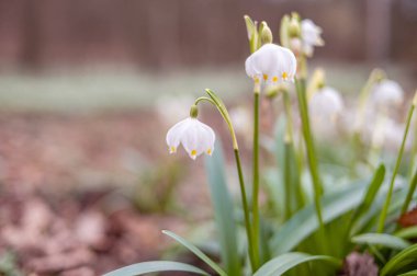 Bahar mevsiminde beyaz kar tanesi çiçeklerinin güzel çiçek açması. Ormandaki benzer çiçeklerin güzel arka planında Summer Snowflake veya Loddon Lily veya Leucojum vernum olarak da bilinir.