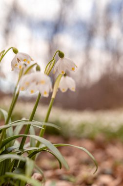 Bahar mevsiminde beyaz kar tanesi çiçeklerinin güzel çiçek açması. Ormandaki benzer çiçeklerin güzel arka planında Summer Snowflake veya Loddon Lily veya Leucojum vernum olarak da bilinir.