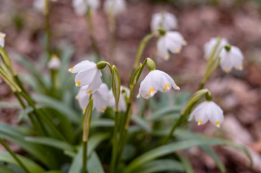Bahar mevsiminde beyaz kar tanesi çiçeklerinin güzel çiçek açması. Ormandaki benzer çiçeklerin güzel arka planında Summer Snowflake veya Loddon Lily veya Leucojum vernum olarak da bilinir.