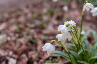 Bahar mevsiminde beyaz kar tanesi çiçeklerinin güzel çiçek açması. Ormandaki benzer çiçeklerin güzel arka planında Summer Snowflake veya Loddon Lily veya Leucojum vernum olarak da bilinir.
