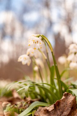 Bahar mevsiminde beyaz kar tanesi çiçeklerinin güzel çiçek açması. Ormandaki benzer çiçeklerin güzel arka planında Summer Snowflake veya Loddon Lily veya Leucojum vernum olarak da bilinir.