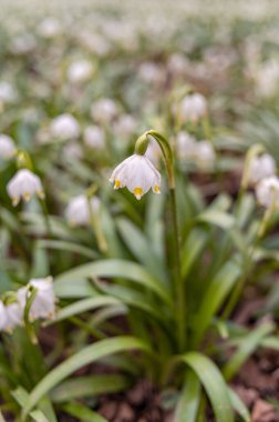 Bahar mevsiminde beyaz kar tanesi çiçeklerinin güzel çiçek açması. Ormandaki benzer çiçeklerin güzel arka planında Summer Snowflake veya Loddon Lily veya Leucojum vernum olarak da bilinir.
