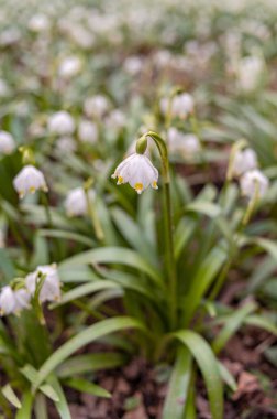 Bahar mevsiminde beyaz kar tanesi çiçeklerinin güzel çiçek açması. Ormandaki benzer çiçeklerin güzel arka planında Summer Snowflake veya Loddon Lily veya Leucojum vernum olarak da bilinir.