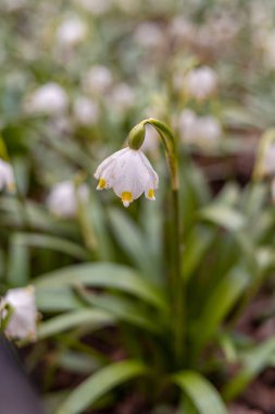 Bahar mevsiminde beyaz kar tanesi çiçeklerinin güzel çiçek açması. Ormandaki benzer çiçeklerin güzel arka planında Summer Snowflake veya Loddon Lily veya Leucojum vernum olarak da bilinir.