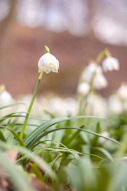 Bahar mevsiminde beyaz kar tanesi çiçeklerinin güzel çiçek açması. Ormandaki benzer çiçeklerin güzel arka planında Summer Snowflake veya Loddon Lily veya Leucojum vernum olarak da bilinir.