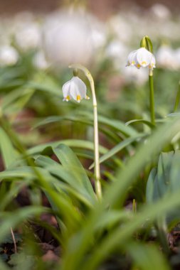Bahar mevsiminde beyaz kar tanesi çiçeklerinin güzel çiçek açması. Ormandaki benzer çiçeklerin güzel arka planında Summer Snowflake veya Loddon Lily veya Leucojum vernum olarak da bilinir.