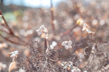 Sonbaharda tek kahverengi ölü ortanca (hortensiya) çiçeği. Yaprakları arkadan ışıklandırmak. Yumuşak odak ve kahverengi arkaplanda bokeh.
