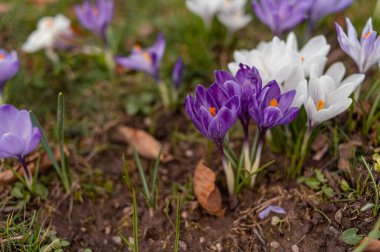İlkbaharda açan mor renkli timsahlar..