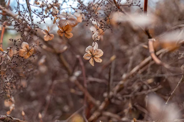 Macro of single brown dead hydrangea (hortensia) flower during autumn. Backlighting on petals. Soft focus and bokeh in the brown background.