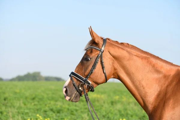 Retrato Caballo Castaño — Foto de Stock