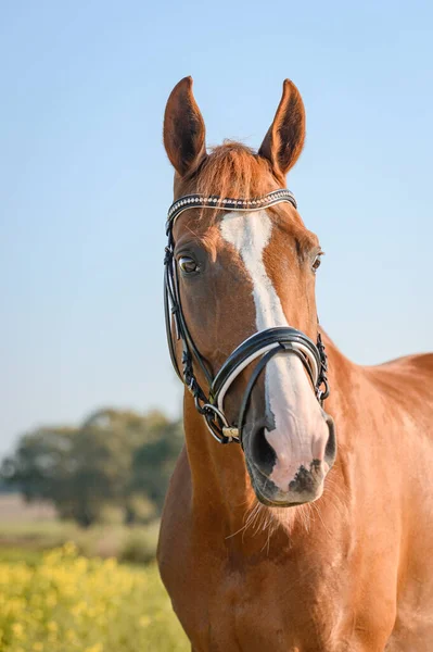 Portrait Chestnut Horse — Stock Photo, Image