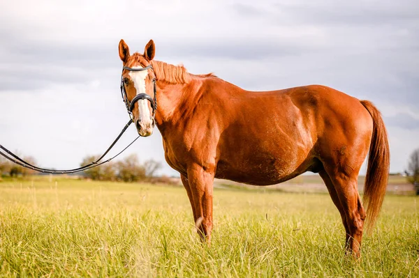 Портрет Каштановой Лошади — стоковое фото
