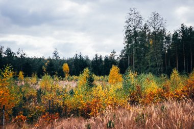 Sonbaharda güzel renkli kırlar.