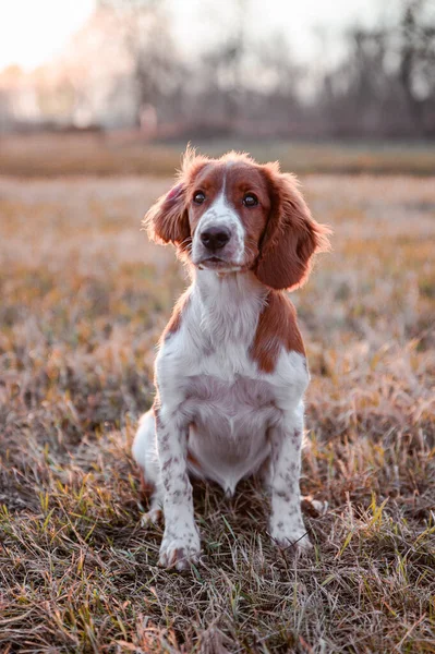 可爱的小猎犬 韦尔奇 斯普林格 草地上的狗肖像 — 图库照片