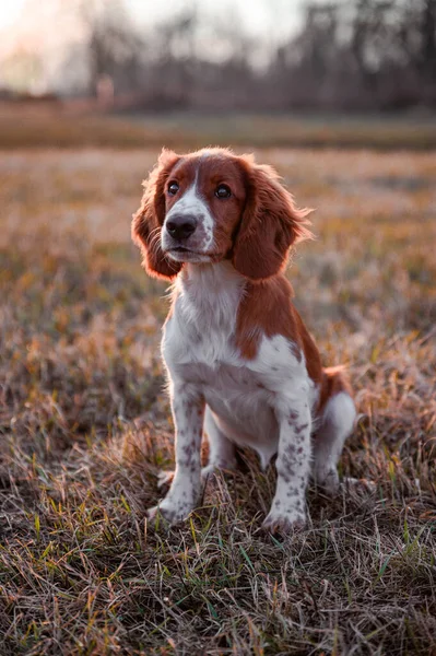 Słodki Szczeniak Walijskiej Rasy Springer Spaniel Portret Psa Łące — Zdjęcie stockowe