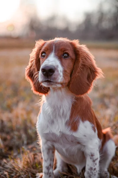 Słodki Szczeniak Walijskiej Rasy Springer Spaniel Portret Psa Łące — Zdjęcie stockowe