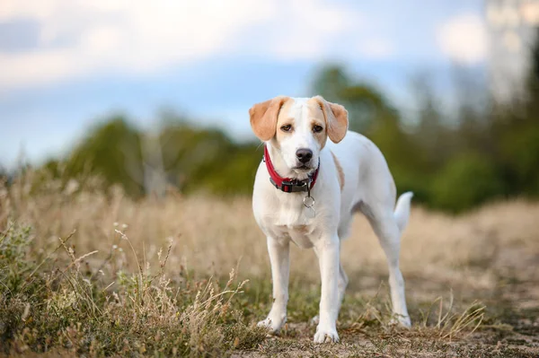 Piękny Zdrowy Pies Mieszane Rasy Collie Lecie Wieczorem Łąki Słońce — Zdjęcie stockowe