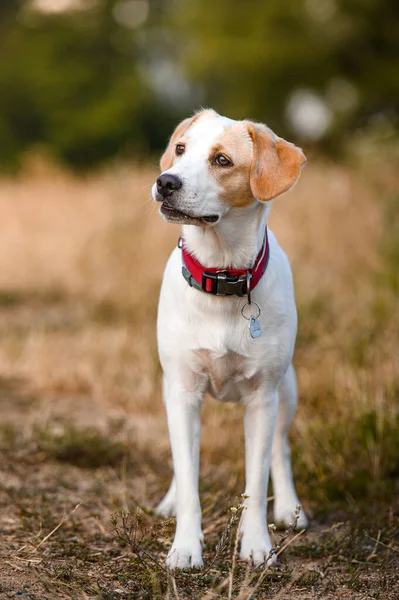 Vackra Friska Trevlig Hund Blandras Collie Sommaren Kväll Äng Sol — Stockfoto