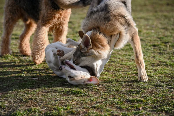 Dos Perros Césped Parque Los Perros Están Peleando — Foto de Stock