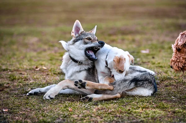 两只狗在公园的草坪上 狗在打斗 — 图库照片
